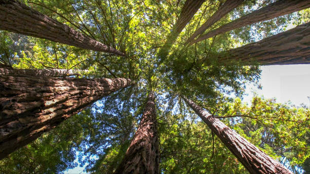 How Our Tree Care Process Works  in  Lake Geneva, WI