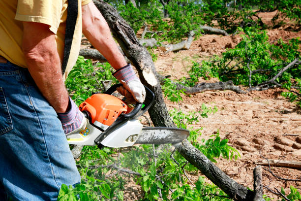 Lake Geneva, WI  Tree Services Company